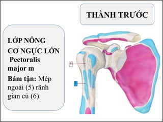 LỚP NÔNG
CƠ NGỰC LỚN
Pectoralis
major m
Bám tận: Mép
ngoài (5) rãnh
gian củ (6)
THÀNH TRƯỚC
 