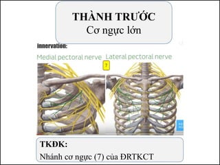 TKĐK:
Nhánh cơ ngực (7) của ĐRTKCT
THÀNH TRƯỚC
Cơ ngực lớn
 