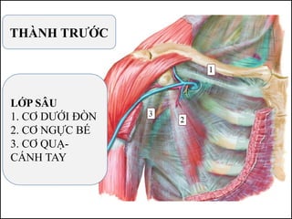 THÀNH TRƯỚC
LỚP SÂU
1. CƠ DƯỚI ĐÒN
2. CƠ NGỰC BÉ
3. CƠ QUẠ-
CÁNH TAY
 