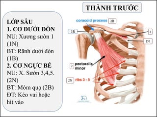LỚP SÂU
1. CƠ DƯỚI ĐÒN
NU: Xương sườn 1
(1N)
BT: Rãnh dưới đòn
(1B)
2. CƠ NGỰC BÉ
NU: X. Sườn 3,4,5.
(2N)
BT: Mỏm quạ (2B)
ĐT: Kéo vai hoặc
hít vào
THÀNH TRƯỚC
1B
 