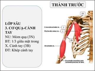 LỚP SÂU
3. CƠ QUẠ-CÁNH
TAY
NU: Mỏm quạ (3N)
BT: 1/3 giữa mặt trong
X. Cánh tay (3B)
ĐT: Khép cánh tay
THÀNH TRƯỚC
 