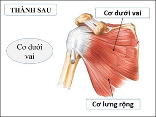 Cơ dưới
vai
THÀNH SAU
 
