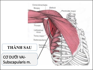 THÀNH SAU
CƠ DƯỚI VAI-
Subscapularis m.
 