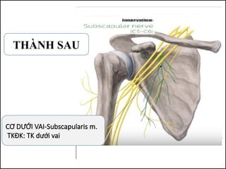 CƠ DƯỚI VAI-Subscapularis m.
TKĐK: TK dưới vai
THÀNH SAU
 