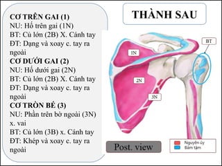 CƠ TRÊN GAI (1)
NU: Hố trên gai (1N)
BT: Củ lớn (2B) X. Cánh tay
ĐT: Dạng và xoay c. tay ra
ngoài
CƠ DƯỚI GAI (2)
NU: Hố dưới gai (2N)
BT: Củ lớn (2B) X. Cánh tay
ĐT: Dạng và xoay c. tay ra
ngoài
CƠ TRÒN BÉ (3)
NU: Phần trên bờ ngoài (3N)
x. vai
BT: Củ lớn (3B) x. Cánh tay
ĐT: Khép và xoay c. tay ra
ngoài
THÀNH SAU
 