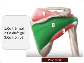 1.Cơ trên gai
2.Cơ dưới gai
3.Cơ tròn bé
 