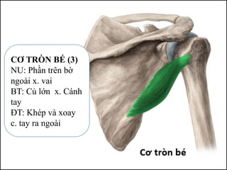 CƠ TRÒN BÉ (3)
NU: Phần trên bờ
ngoài x. vai
BT: Củ lớn x. Cánh
tay
ĐT: Khép và xoay
c. tay ra ngoài
 