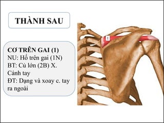 CƠ TRÊN GAI (1)
NU: Hố trên gai (1N)
BT: Củ lớn (2B) X.
Cánh tay
ĐT: Dạng và xoay c. tay
ra ngoài
THÀNH SAU
 