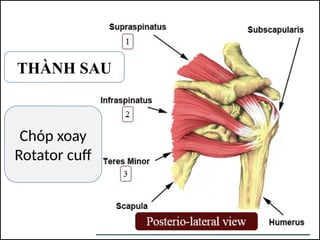 THÀNH SAU
Chóp xoay
Rotator cuff
 