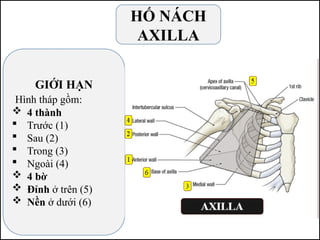 HỐ NÁCH
AXILLA
GIỚI HẠN
Hình tháp gồm:
 4 thành
 Trước (1)
 Sau (2)
 Trong (3)
 Ngoài (4)
 4 bờ
 Đỉnh ở trên (5)
 Nền ở dưới (6)
 