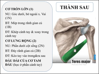 THÀNH SAU
CƠ TRÒN LỚN (1)
NU: Góc dưới, bờ ngoài x. Vai
(1N)
BT: Mép trong rãnh gian củ
(1B)
ĐT: Khép cánh tay & xoay trong
cánh tay
CƠ LƯNG RỘNG (2)
NU: Phần dưới cột sống (2N)
BT: Đáy rãnh gian củ (2B)
ĐT: Kéo tay vào trong&ra sau
ĐẦU DÀI CỦA CƠ TAM
ĐẦU (học ở phần cánh tay)
 