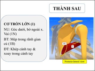 CƠ TRÒN LỚN (1)
NU: Góc dưới, bờ ngoài x.
Vai (1N)
BT: Mép trong rãnh gian
củ (1B)
ĐT: Khép cánh tay &
xoay trong cánh tay
THÀNH SAU
 