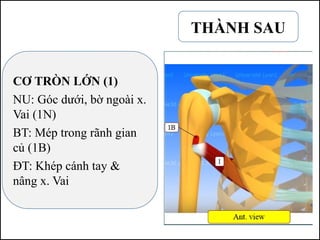 THÀNH SAU
CƠ TRÒN LỚN (1)
NU: Góc dưới, bờ ngoài x.
Vai (1N)
BT: Mép trong rãnh gian
củ (1B)
ĐT: Khép cánh tay &
nâng x. Vai
 