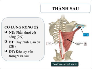 CƠ LƯNG RỘNG (2)
 NU: Phần dưới cột
sống (2N)
 BT: Đáy rãnh gian củ
(2B)
 ĐT: Kéo tay vào
trong& ra sau
THÀNH SAU
 
