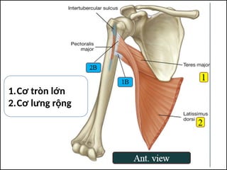 1.Cơ tròn lớn
2.Cơ lưng rộng
 
