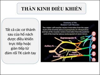 THẦN KINH ĐIỀU KHIỂN
Tất cả các cơ thành
sau của hố nách
được điều khiển
trực tiếp hoặc
gián tiếp từ
đám rối TK cánh tay
 