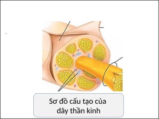 Sơ đồ cấu tạo của
dây thần kinh
 