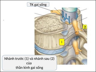 Nhánh trước (1) và nhánh sau (2)
của
thần kinh gai sống
2
TK gai sống
 