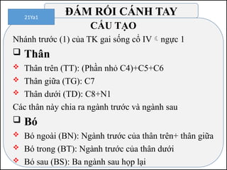 CẤU TẠO
Nhánh trước (1) của TK gai sống cổ IVngực 1
 Thân
 Thân trên (TT): (Phần nhỏ C4)+C5+C6
 Thân giữa (TG): C7
 Thân dưới (TD): C8+N1
Các thân này chia ra ngành trước và ngành sau
 Bó
 Bó ngoài (BN): Ngành trước của thân trên+ thân giữa
 Bó trong (BT): Ngành trước của thân dưới
 Bó sau (BS): Ba ngành sau họp lại
ĐÁM RỐI CÁNH TAY
21Ya1
 