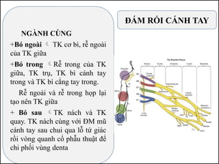 ĐÁM RỐI CÁNH TAY
NGÀNH CÙNG
+Bó ngoài  TK cơ bì, rễ ngoài
của TK giữa
+Bó trong Rễ trong của TK
giữa, TK trụ, TK bì cánh tay
trong và TK bì cẳng tay trong.
Rễ ngoài và rễ trong họp lại
tạo nên TK giữa
+ Bó sau TK nách và TK
quay. TK nách cùng với ĐM mũ
cánh tay sau chui qua lỗ tứ giác
rồi vòng quanh cổ phẫu thuật để
chi phối vùng denta
 