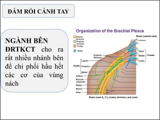 NGÀNH BÊN
ĐRTKCT cho ra
rất nhiều nhánh bên
để chi phối hầu hết
các cơ của vùng
nách
ĐÁM RỐI CÁNH TAY
 