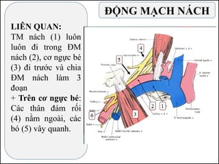 LIÊN QUAN:
TM nách (1) luôn
luôn đi trong ĐM
nách (2), cơ ngực bé
(3) đi trước và chia
ĐM nách làm 3
đoạn
+ Trên cơ ngực bé:
Các thân đám rối
(4) nằm ngoài, các
bó (5) vây quanh.
ĐỘNG MẠCH NÁCH
 