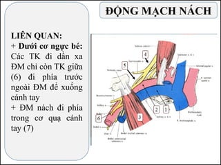 LIÊN QUAN:
+ Dưới cơ ngực bé:
Các TK đi dần xa
ĐM chỉ còn TK giữa
(6) đi phía trước
ngoài ĐM để xuống
cánh tay
+ ĐM nách đi phía
trong cơ quạ cánh
tay (7)
ĐỘNG MẠCH NÁCH
 
