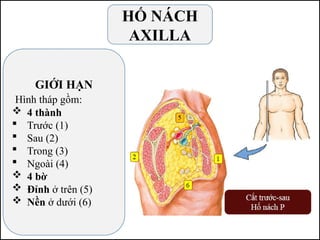 HỐ NÁCH
AXILLA
GIỚI HẠN
Hình tháp gồm:
 4 thành
 Trước (1)
 Sau (2)
 Trong (3)
 Ngoài (4)
 4 bờ
 Đỉnh ở trên (5)
 Nền ở dưới (6)
 