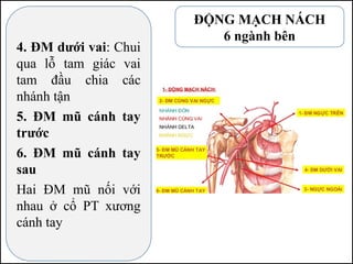 4. ĐM dưới vai: Chui
qua lỗ tam giác vai
tam đầu chia các
nhánh tận
5. ĐM mũ cánh tay
trước
6. ĐM mũ cánh tay
sau
Hai ĐM mũ nối với
nhau ở cổ PT xương
cánh tay
ĐỘNG MẠCH NÁCH
6 ngành bên
 