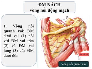 ĐM NÁCH
vòng nối động mạch
1. Vòng nối
quanh vai: ĐM
dưới vai (1) nối
với ĐM vai trên
(2) và ĐM vai
lưng (3) của ĐM
dưới đòn
 