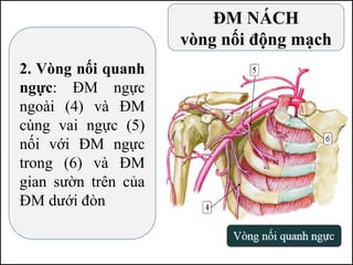 ĐM NÁCH
vòng nối động mạch
2. Vòng nối quanh
ngực: ĐM ngực
ngoài (4) và ĐM
cùng vai ngực (5)
nối với ĐM ngực
trong (6) và ĐM
gian sườn trên của
ĐM dưới đòn
 