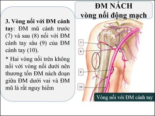 ĐM NÁCH
vòng nối động mạch
3. Vòng nối với ĐM cánh
tay: ĐM mũ cánh trước
(7) và sau (8) nối với ĐM
cánh tay sâu (9) của ĐM
cánh tay (10).
* Hai vòng nối trên không
nối với vòng nối dưới nên
thương tổn ĐM nách đoạn
giữa ĐM dưới vai và ĐM
mũ là rất nguy hiểm
 