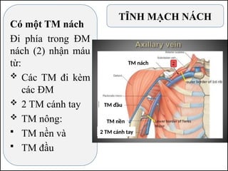 TĨNH MẠCH NÁCH
Có một TM nách
Đi phía trong ĐM
nách (2) nhận máu
từ:
 Các TM đi kèm
các ĐM
 2 TM cánh tay
 TM nông:
 TM nền và
 TM đầu
TM nách
TM nền
TM đầu
2 TM cánh tay
 