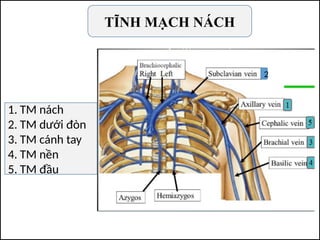 TĨNH MẠCH NÁCH
1. TM nách
2. TM dưới đòn
3. TM cánh tay
4. TM nền
5. TM đầu
2
 