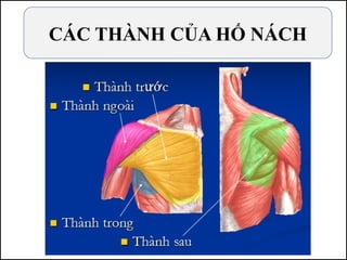 CÁC THÀNH CỦA HỐ NÁCH
 