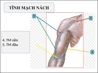 TĨNH MẠCH NÁCH
4. TM nền
5. TM đầu
 