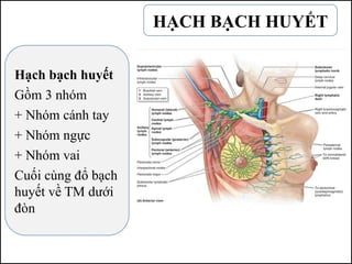 HẠCH BẠCH HUYẾT
Hạch bạch huyết
Gồm 3 nhóm
+ Nhóm cánh tay
+ Nhóm ngực
+ Nhóm vai
Cuối cùng đổ bạch
huyết về TM dưới
đòn
 