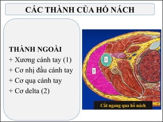 THÀNH NGOÀI
+ Xương cánh tay (1)
+ Cơ nhị đầu cánh tay
+ Cơ quạ cánh tay
+ Cơ delta (2)
CÁC THÀNH CỦA HỐ NÁCH
 