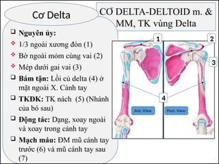 CƠ DELTA-DELTOID m. &
MM, TK vùng Delta
 Nguyên ủy:
 1/3 ngoài xương đòn (1)
 Bờ ngoài mỏm cùng vai (2)
 Mép dưới gai vai (3)
 Bám tận: Lồi củ delta (4) ở
mặt ngoài X. Cánh tay
 TKĐK: TK nách (5) (Nhánh
của bó sau)
 Động tác: Dạng, xoay ngoài
và xoay trong cánh tay
 Mạch máu: ĐM mũ cánh tay
trước (6) và mũ cánh tay sau
(7)
Cơ Delta
1
3
2
4
 