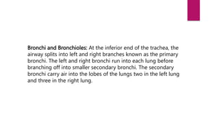 Bronchi and Bronchioles: At the inferior end of the trachea, the
airway splits into left and right branches known as the primary
bronchi. The left and right bronchi run into each lung before
branching off into smaller secondary bronchi. The secondary
bronchi carry air into the lobes of the lungs two in the left lung
and three in the right lung.
 
