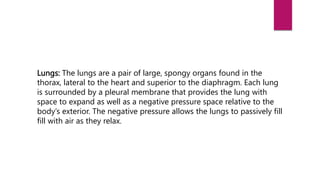 Lungs: The lungs are a pair of large, spongy organs found in the
thorax, lateral to the heart and superior to the diaphragm. Each lung
is surrounded by a pleural membrane that provides the lung with
space to expand as well as a negative pressure space relative to the
body’s exterior. The negative pressure allows the lungs to passively fill
fill with air as they relax.
 