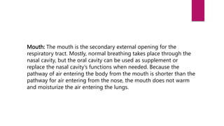 Mouth: The mouth is the secondary external opening for the
respiratory tract. Mostly, normal breathing takes place through the
nasal cavity, but the oral cavity can be used as supplement or
replace the nasal cavity’s functions when needed. Because the
pathway of air entering the body from the mouth is shorter than the
pathway for air entering from the nose, the mouth does not warm
and moisturize the air entering the lungs.
 