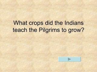 What crops did the Indians teach the Pilgrims to grow?