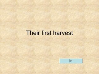 Their first harvest 