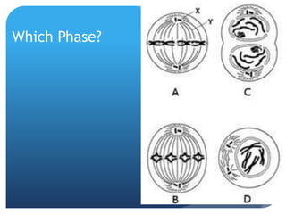 Which Phase?
 