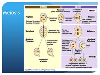 Meiosis
 