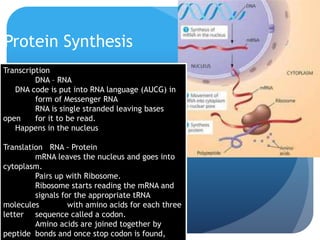 Protein Synthesis
Transcription
DNA – RNA
DNA code is put into RNA language (AUCG) in
form of Messenger RNA
RNA is single stranded leaving bases
open for it to be read.
Happens in the nucleus
Translation RNA - Protein
mRNA leaves the nucleus and goes into
cytoplasm.
Pairs up with Ribosome.
Ribosome starts reading the mRNA and
signals for the appropriate tRNA
molecules with amino acids for each three
letter sequence called a codon.
Amino acids are joined together by
peptide bonds and once stop codon is found,
 