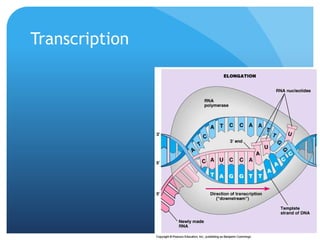 Transcription
 