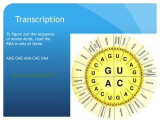 Transcription
To figure out the sequence
of Amino Acids, read the
RNA in sets of three.
AUG GAG AUA CAG UAA
MET-GLU-ISO-GLU-STOP
 
