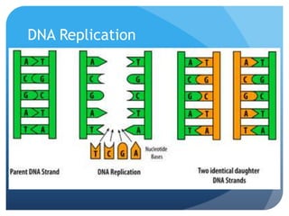 DNA Replication
 